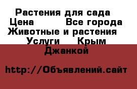 Растения для сада › Цена ­ 200 - Все города Животные и растения » Услуги   . Крым,Джанкой